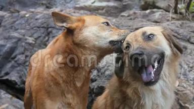 可爱的照顾狗在泰国瀑布附近清洁另一只快乐的狗。 高清慢速运动。